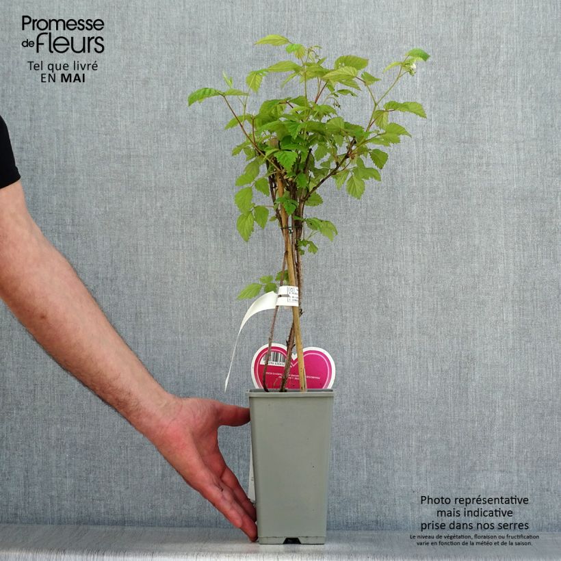 Frambuesa Schönemann Maceta 1,5L/2L, Formación arbustiva Ejemplar entregado en la primavera