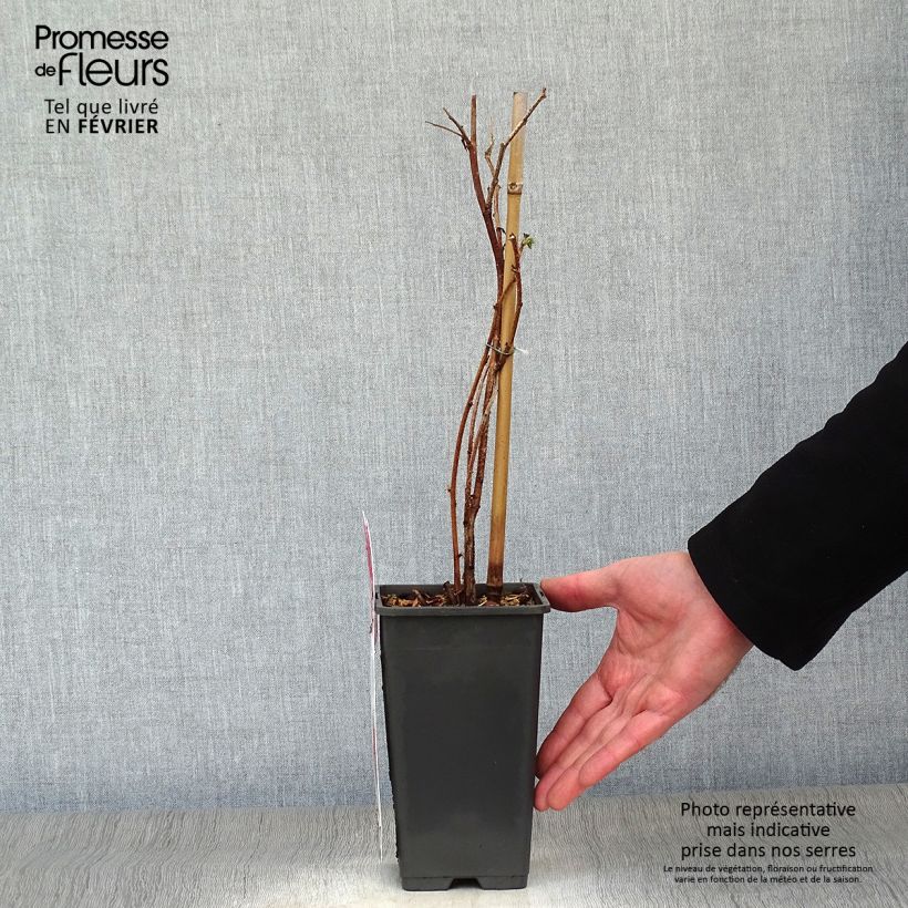 Frambuesa Tulameen Maceta 2L/3L, Formación arbustiva Ejemplar entregado en invierno