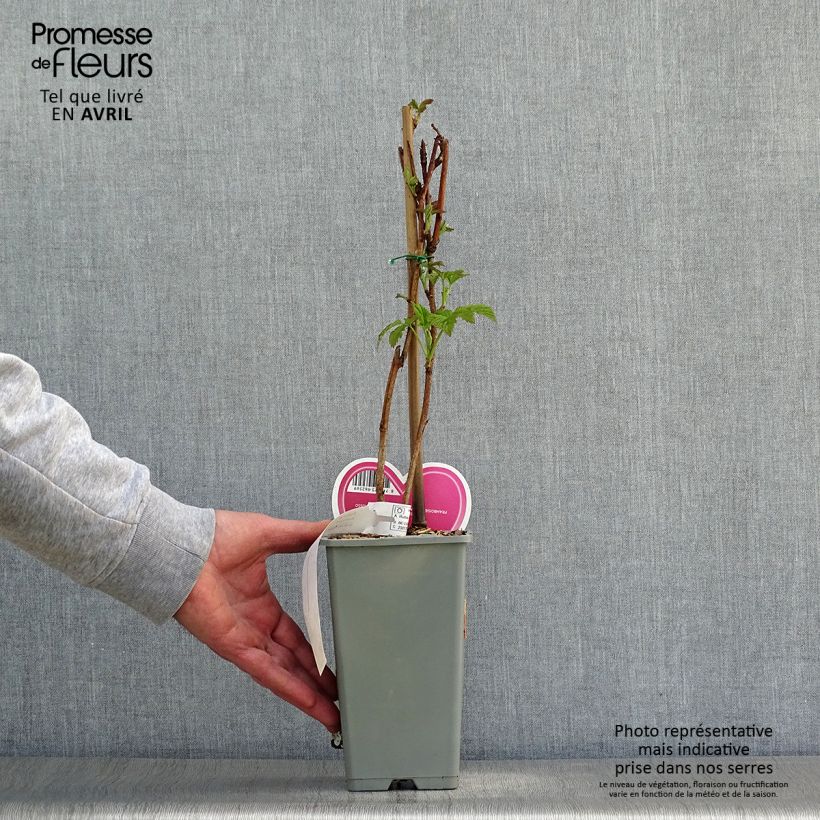 Frambuesa Tulameen Maceta 2L/3L, Formación arbustiva Ejemplar entregado en la primavera