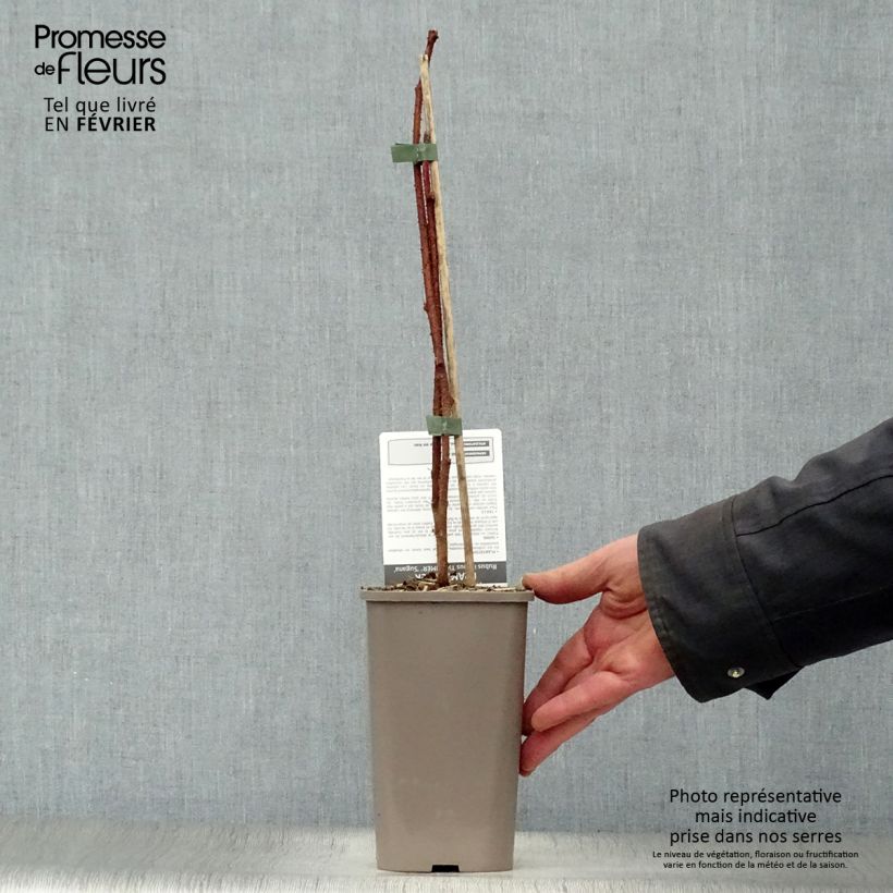 Frambuesa Twotimer Sugana Red Maceta 1,5L/2L, Formación arbustiva Ejemplar entregado en invierno