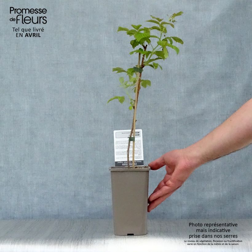 Frambuesa Twotimer Sugana Red Maceta 1,5L/2L, Formación arbustiva Ejemplar entregado en la primavera