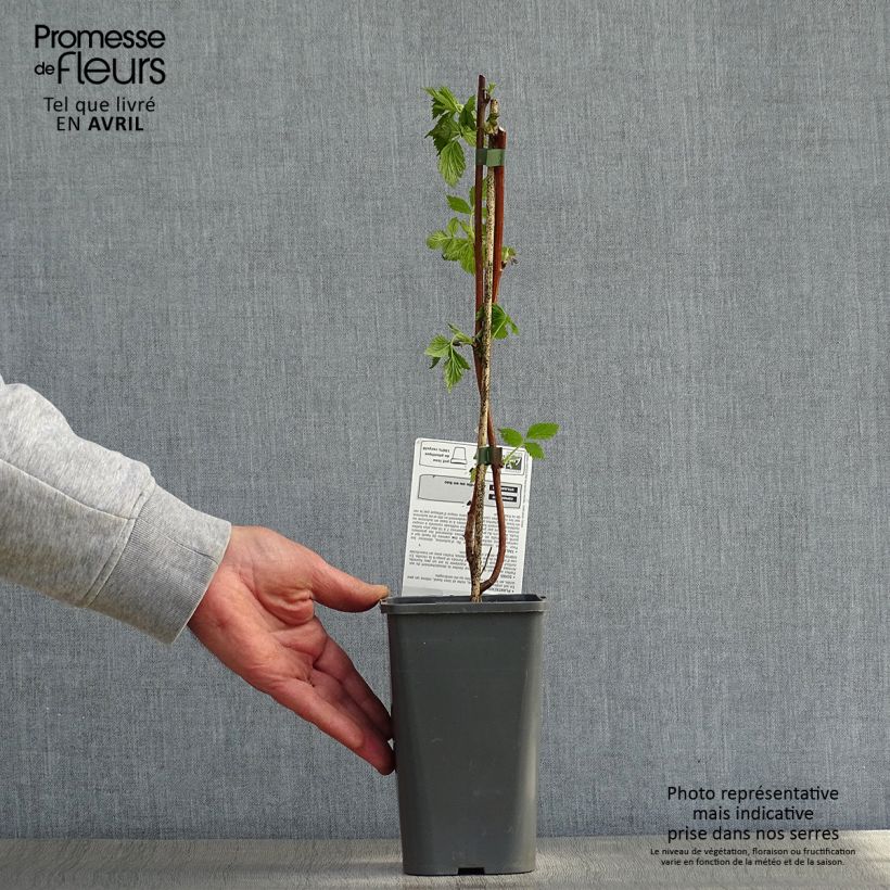 Frambuesa Versailles Bio Maceta 1,5L/2L, Formación arbustiva Ejemplar entregado en la primavera