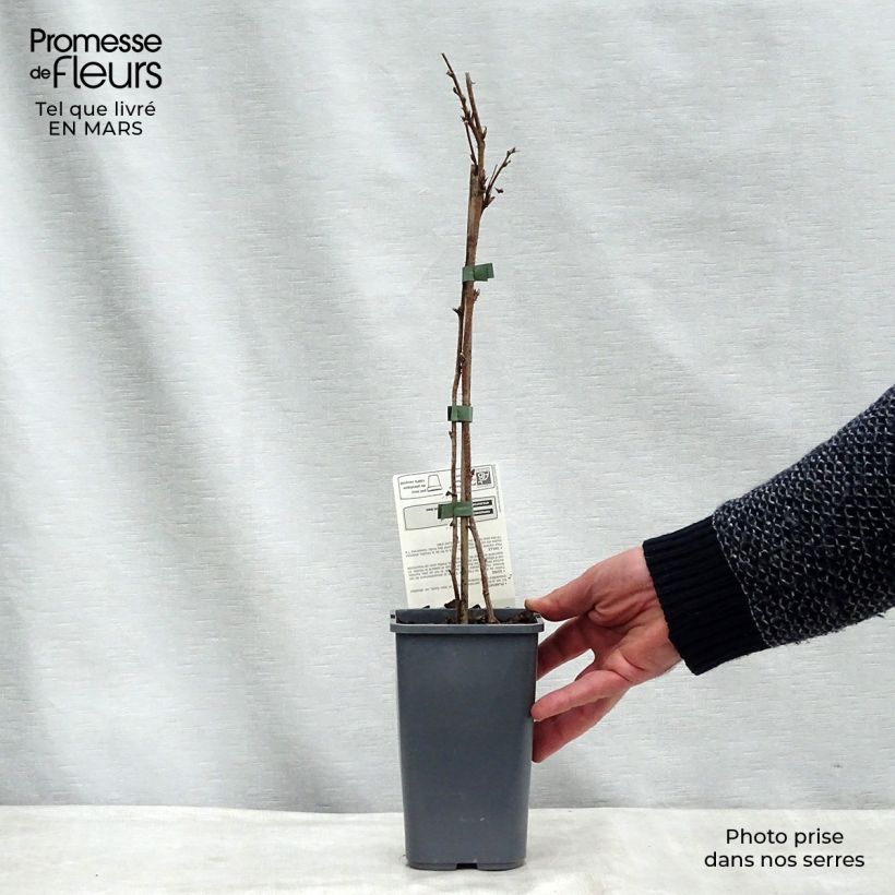 Frambuesa Willamette Bio Maceta 1,5L/2L, Formación arbustiva Ejemplar entregado en invierno