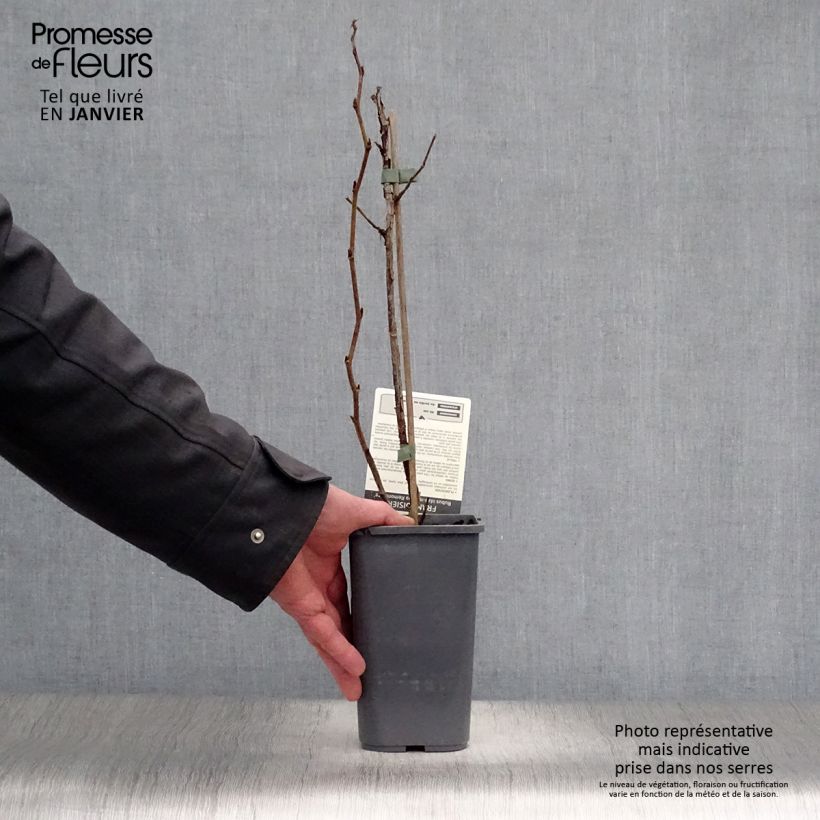 Frambuesa Zefa Herbsternte Maceta 1,5L/2L, Formación arbustiva Ejemplar entregado en invierno