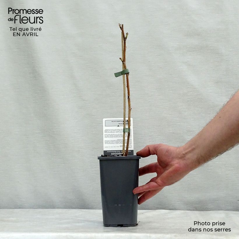 Frambuesa Zefa Herbsternte Maceta 1,5L/2L, Formación arbustiva Ejemplar entregado en la primavera