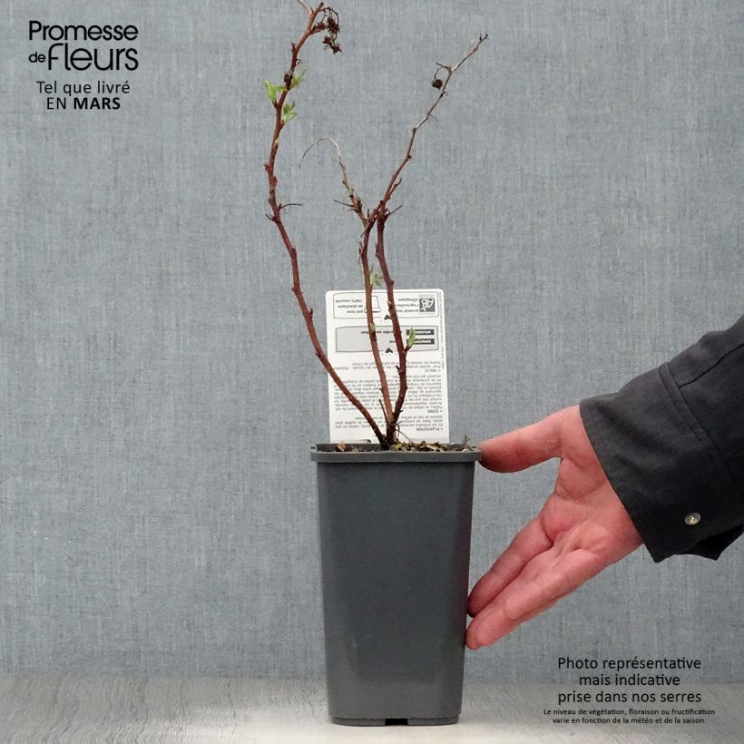 Frambuesa Little Sweet Sister Bio Maceta 1,5L/2L, Formación arbustiva Ejemplar entregado en la primavera