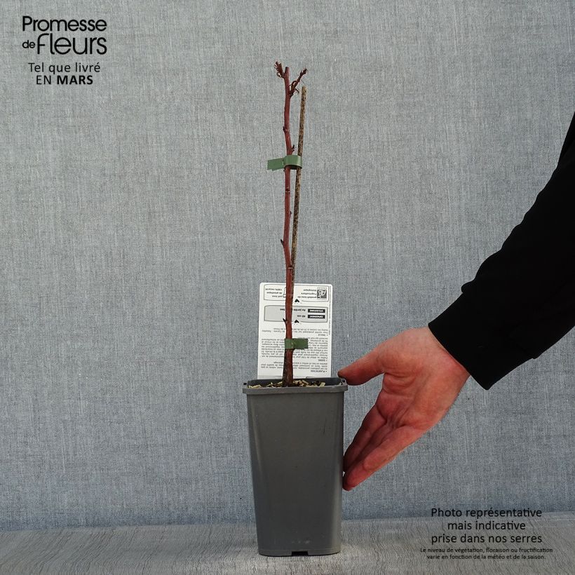 Frambuesa Little Sweet Sister Bio Maceta 1,5L/2L, Formación arbustiva Ejemplar entregado en invierno