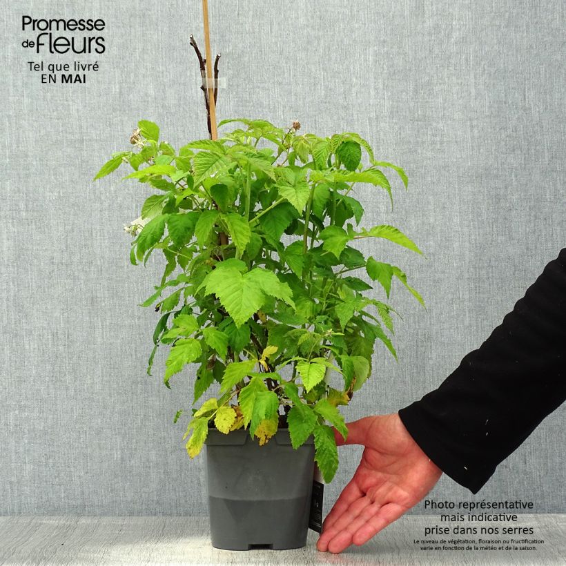 Frambuesa Autumn Belle Maceta 2L/3L Ejemplar entregado en la primavera