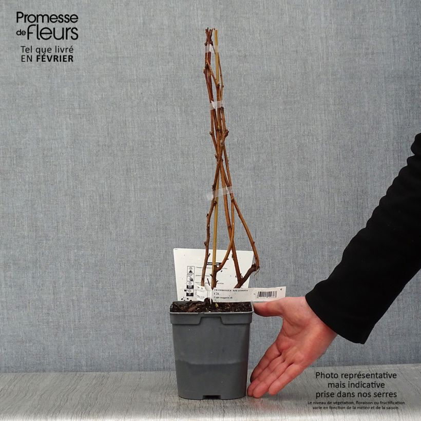 Frambuesa Bella Aromatica Maceta 2L/3L Ejemplar entregado en invierno