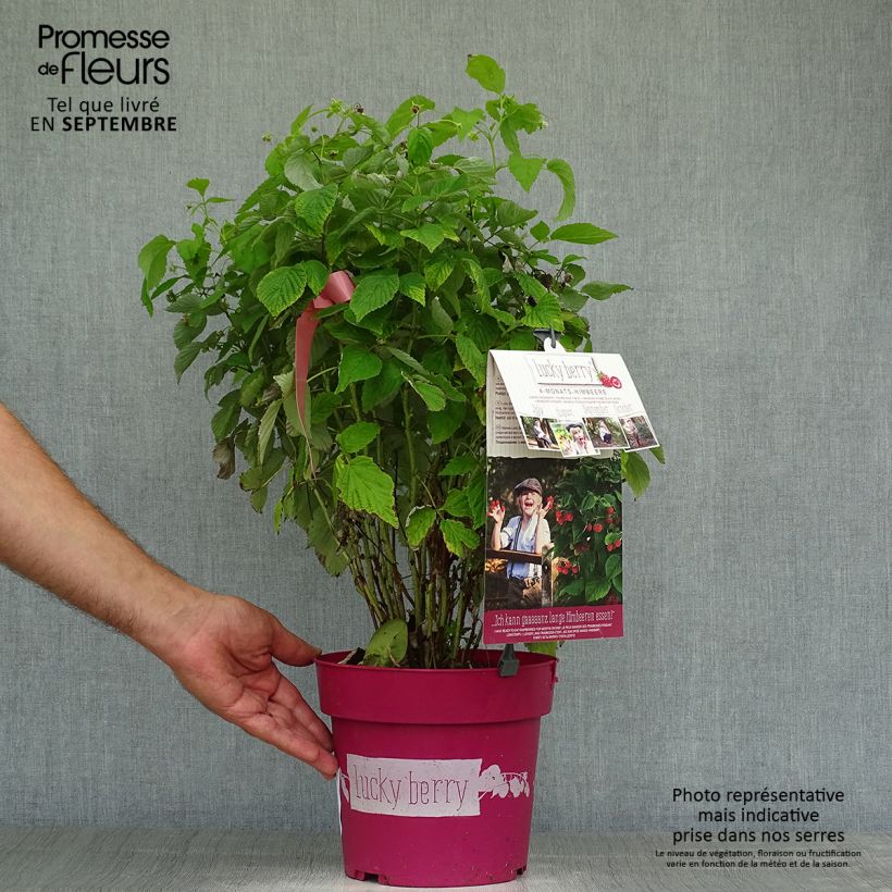 Ejemplar de Frambuesa Lucky Berry Maceta 4L/5L, Formación arbustiva entregado en otoño