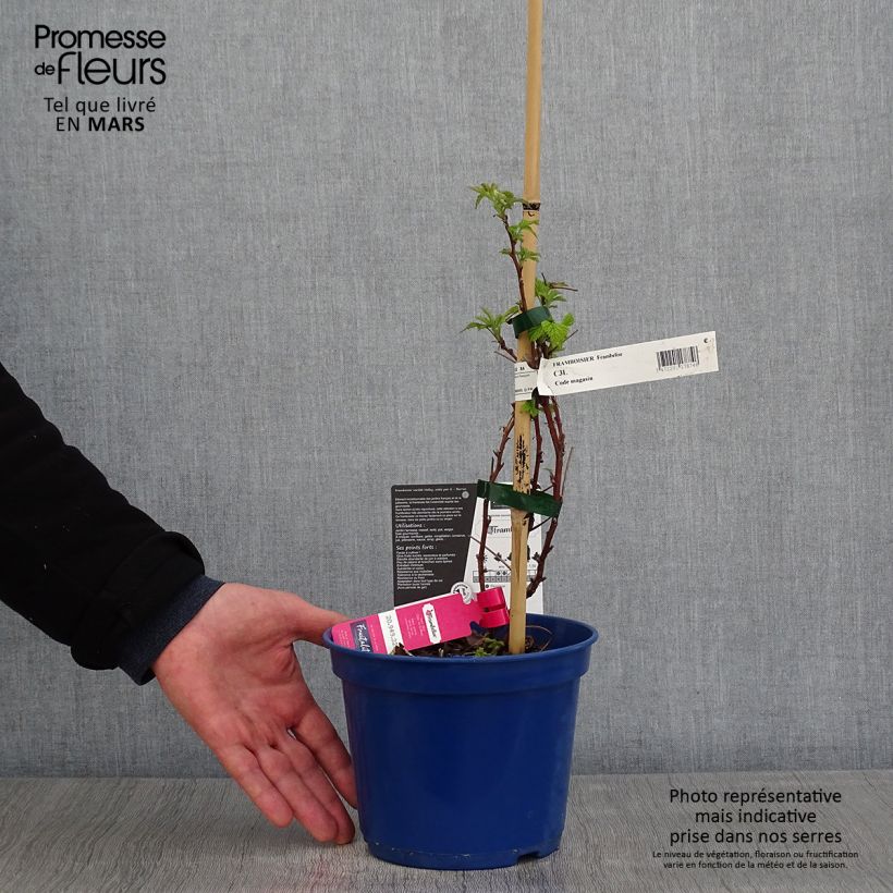 Frambuesa FRUITALITY Frambélise Maceta 2L/3L, Formación arbustiva Ejemplar entregado en la primavera
