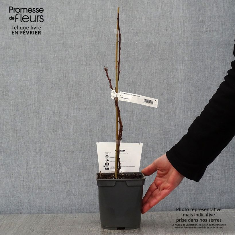 Frambuesa Sanibelle Maceta 1L/1,5L Ejemplar entregado en invierno