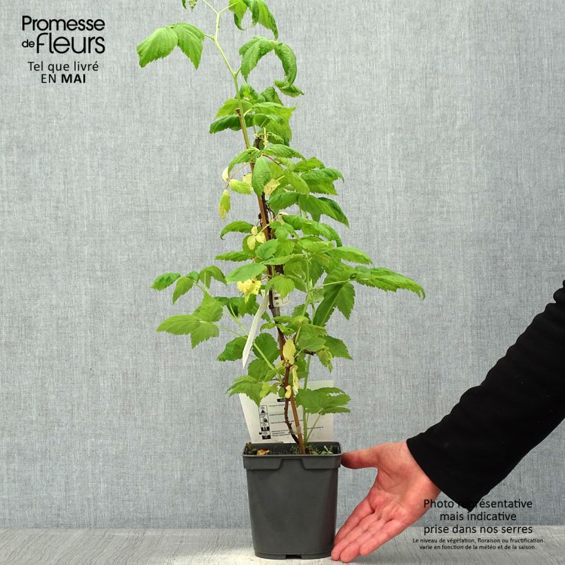 Frambuesa Sanibelle Maceta 1L/1,5L Ejemplar entregado en la primavera