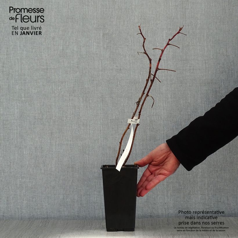 Frambuesa Scepter Maceta 1L/1,5L Ejemplar entregado en invierno