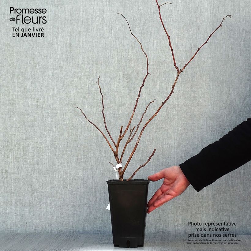 Frambuesa September Maceta 2L/3L, Formación arbustiva Ejemplar entregado en invierno