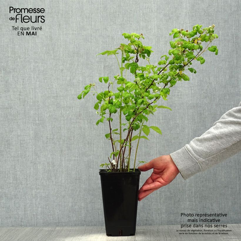 Frambuesa September Maceta 2L/3L, Formación arbustiva Ejemplar entregado en la primavera