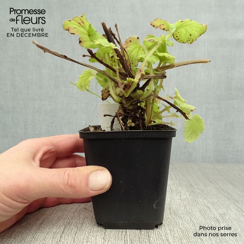 Francoa sonchifolia - Flor nupcial Maceta de 8/9 cm Ejemplar entregado en invierno