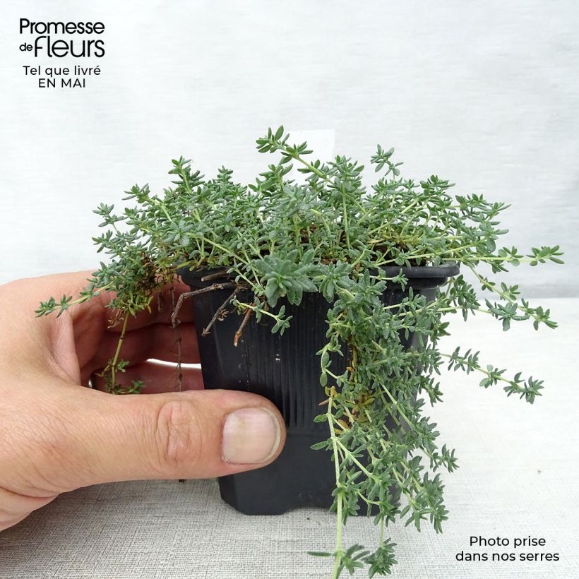 Frankenia laevis - Brezo de mar Maceta de 8/9 cm Ejemplar entregado en la primavera