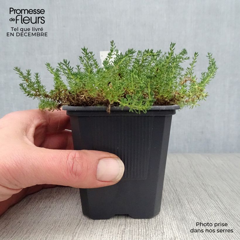 Frankenia laevis - Brezo de mar Maceta de 8/9 cm Ejemplar entregado en invierno