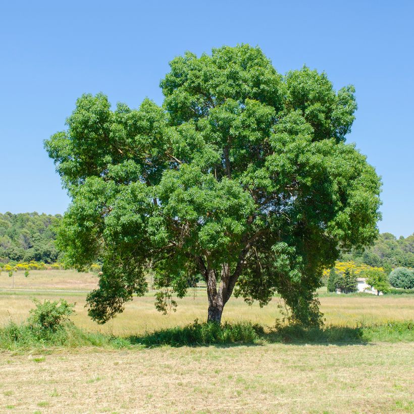 Fresno de hoja estrecha - Fraxinus angustifolia (Porte)