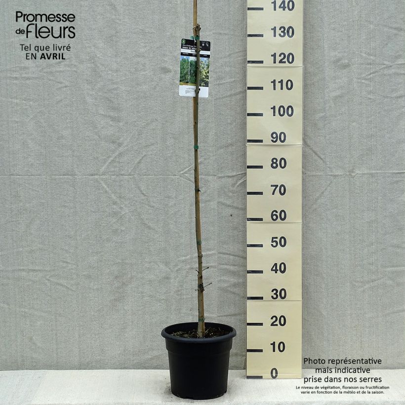 Fresno de flor - Fraxinus ornus Maceta 7,5L/10L Ejemplar entregado en la primavera