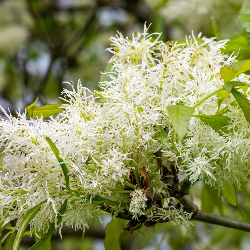 Fresno de flor - Fraxinus ornus (Floración)