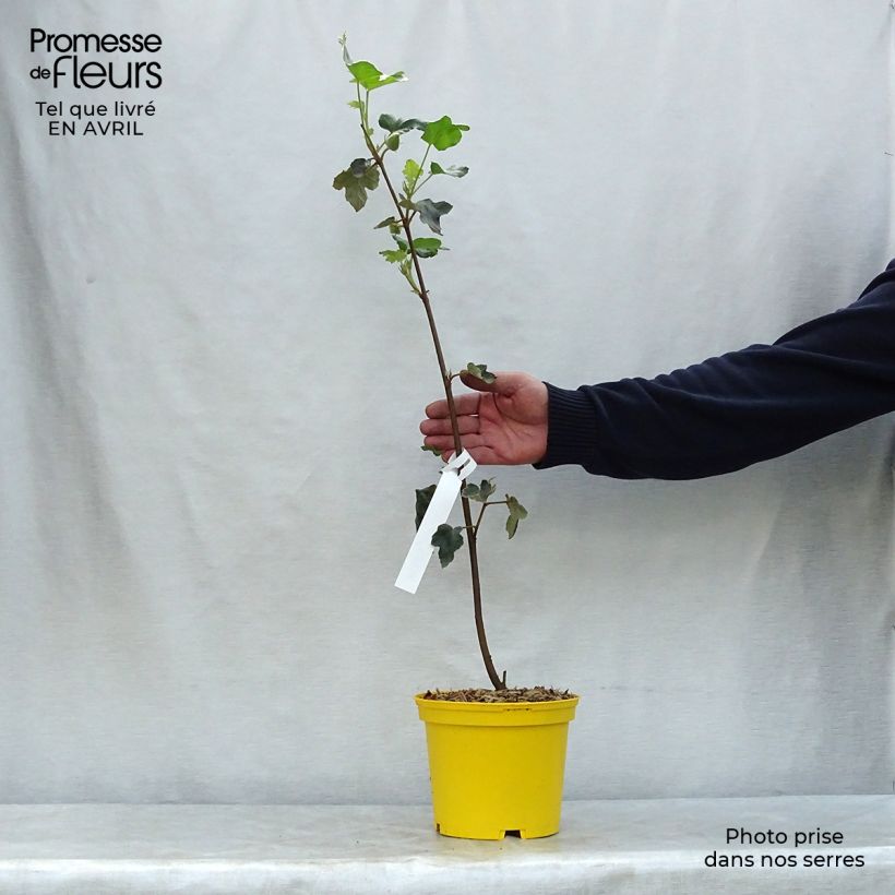 Fremontodendron californicum Maceta 2L/3L Ejemplar entregado en la primavera