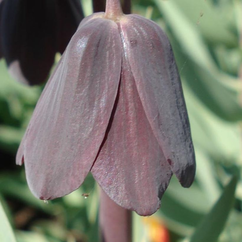 Fritillaria persica Adiyaman (Floración)