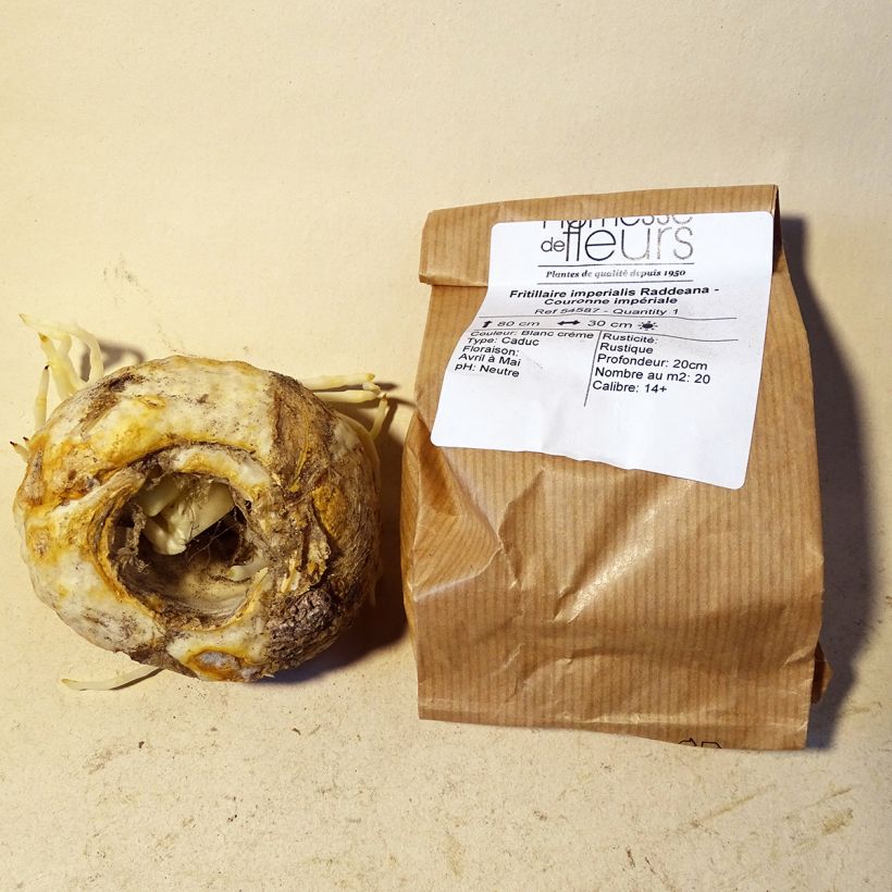 Ejemplo de ejemplar de Fritillaria raddeana Bulbo calibre 14+ tal y como se entrega