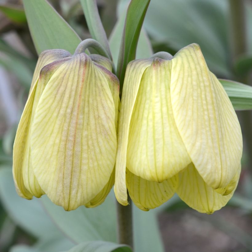 Fritillaria pallidiflora (Floración)