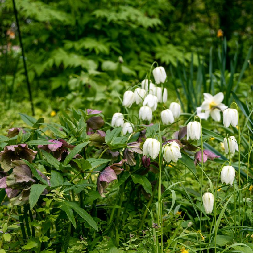 Fritillaria meleagris Alba (Porte)