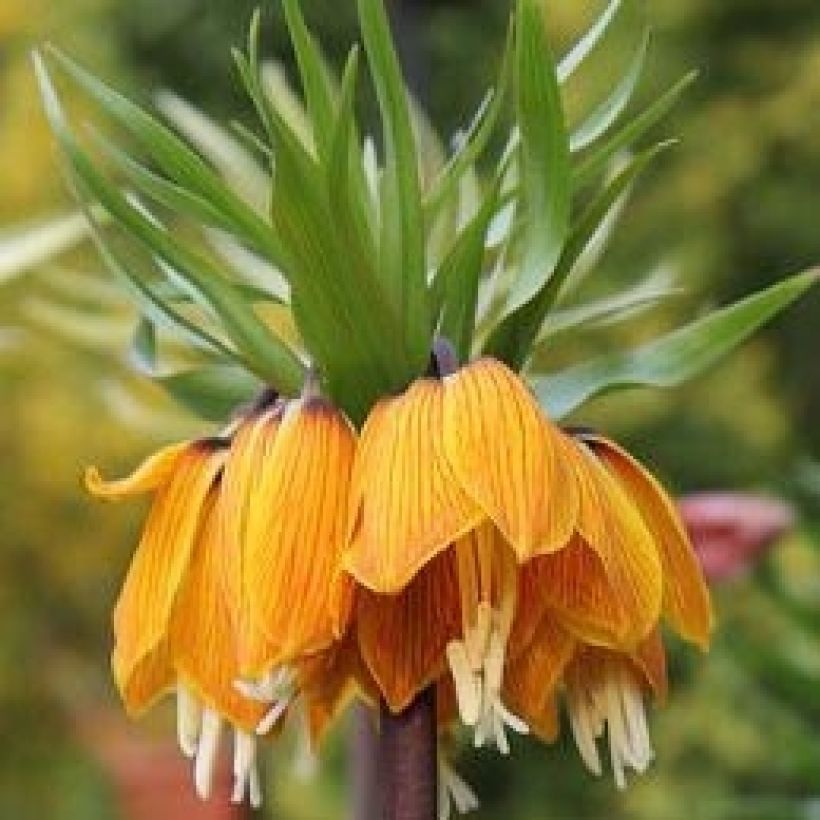 Fritillaria imperialis Striped Beauty - Corona imperial (Floración)