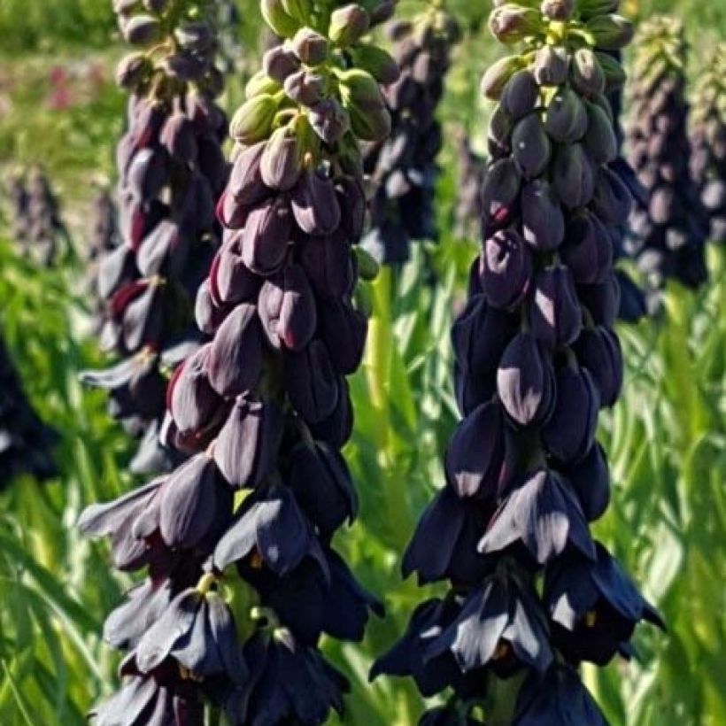 Fritillaria persica Twintowers Tribute (Floración)
