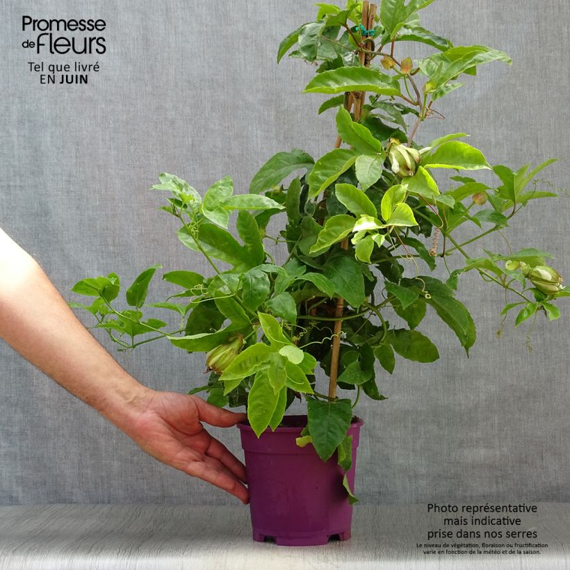 Ejemplar de Maracuyá - Passiflora edulis Maceta 1,5L/2L entregado en verano