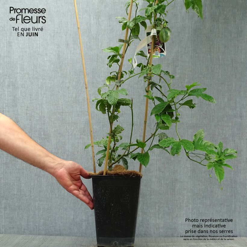 Ejemplar de Maracuyá - Passiflora edulis Maceta 3L/4L entregado en verano