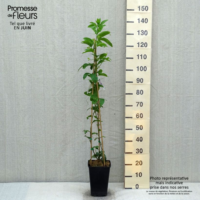 Maracuyá - Passiflora edulis Maceta 3L/4L Ejemplar entregado en la primavera