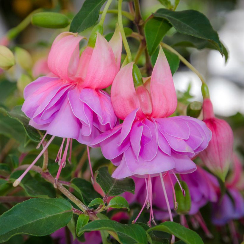 Fucsia Bernadette (Floración)