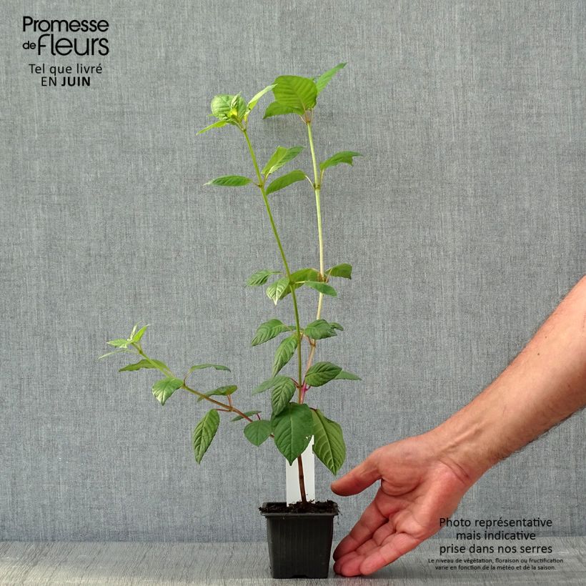 Fucsia First Success Maceta de 8/9 cm Ejemplar entregado en la primavera