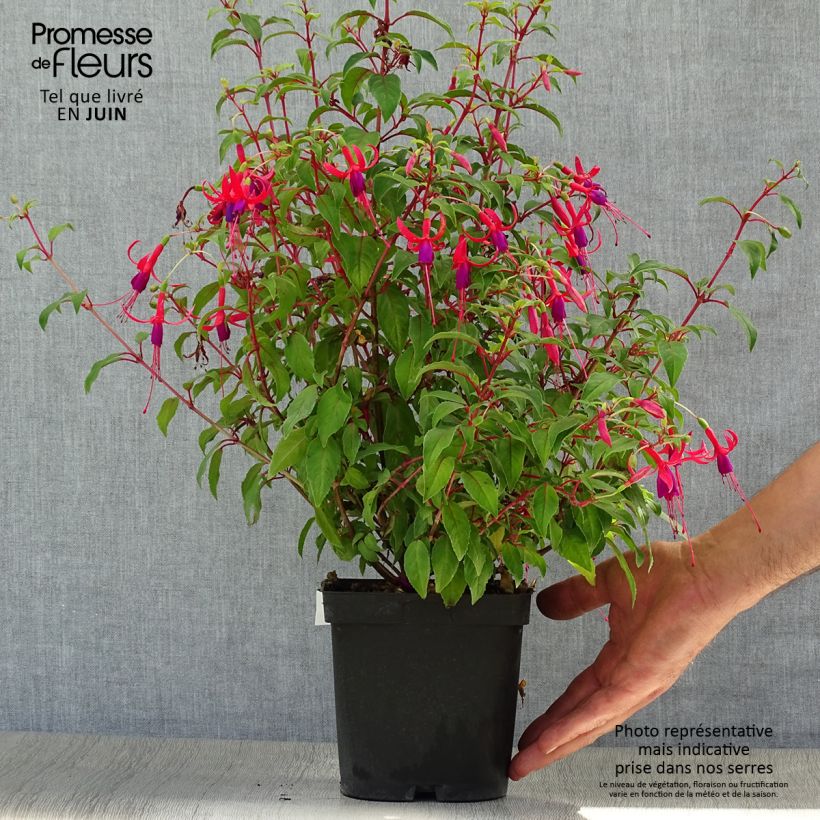Ejemplar de Fucsia magellanica Genii Maceta 2L/3L entregado en verano