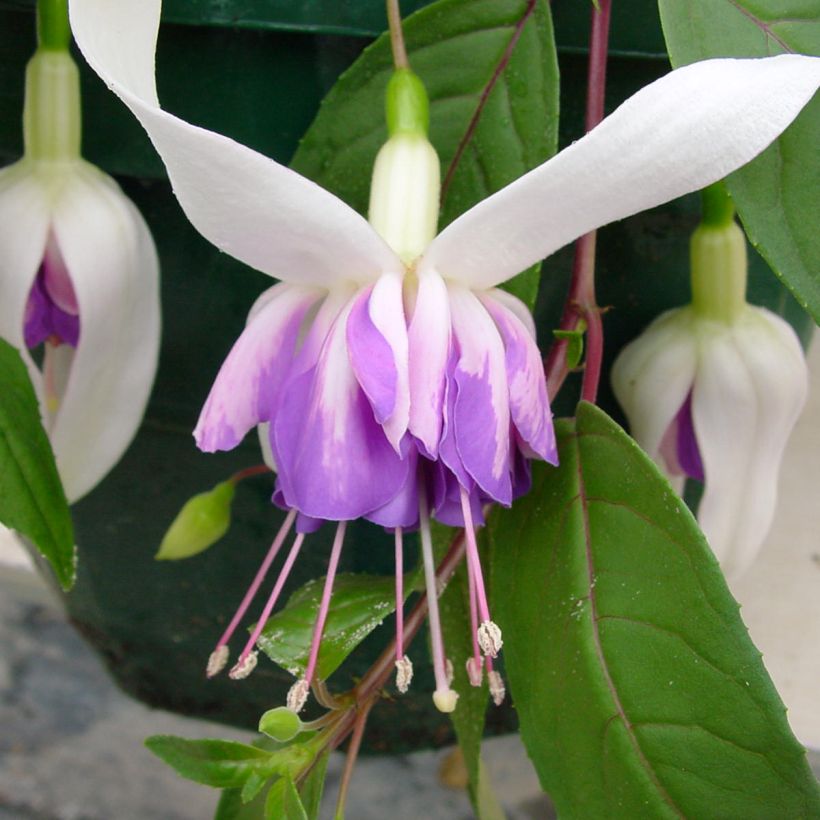 Fucsia Illusion (Floración)