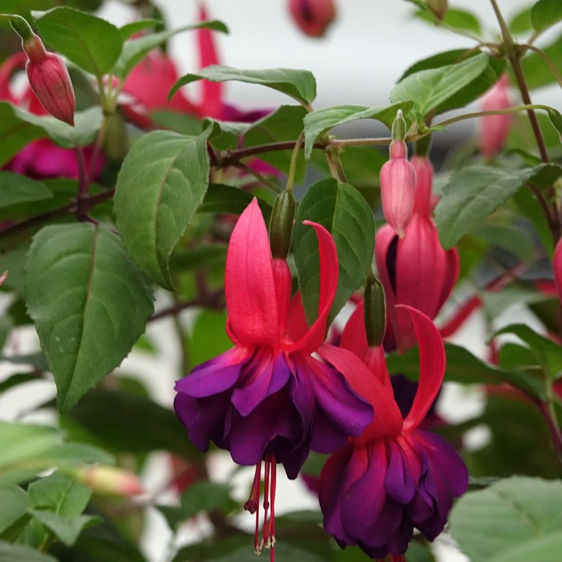 Fucsia Voodoo (Floración)