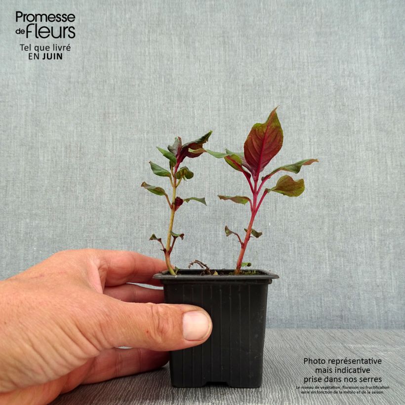 Fucsia triphylla Thalia Maceta de 8/9 cm Ejemplar entregado en la primavera