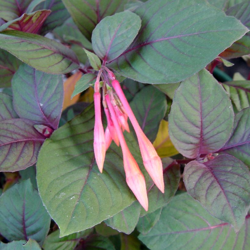 Fucsia triphylla Thalia (Follaje)