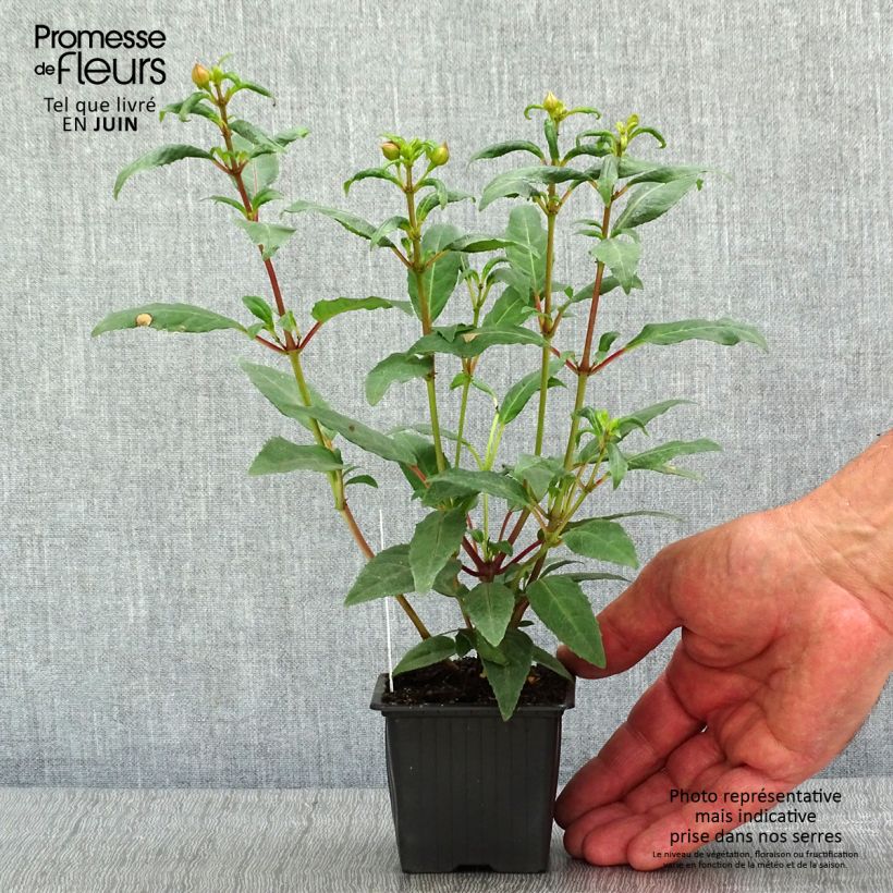 Fucsia Winston Churchill Maceta de 8/9 cm Ejemplar entregado en la primavera