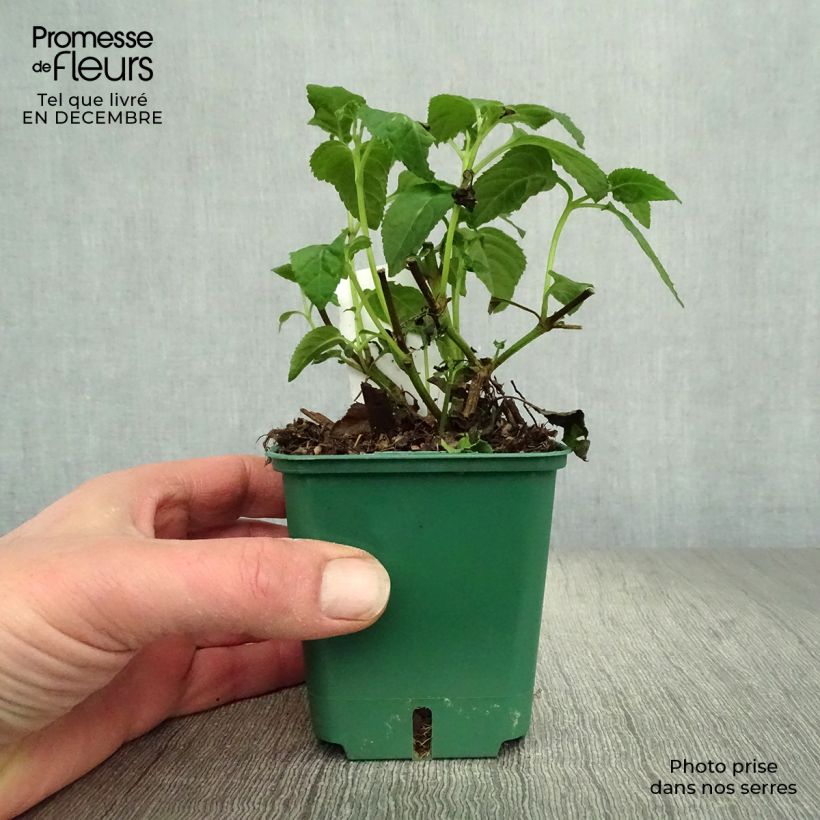 Phygelius aequalis Croftway Yellow Sovereign Maceta de 8/9 cm Ejemplar entregado en invierno