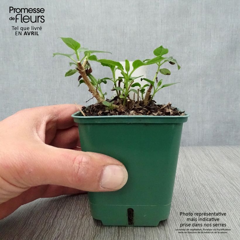 Phygelius aequalis Croftway Yellow Sovereign Maceta de 8/9 cm Ejemplar entregado en la primavera