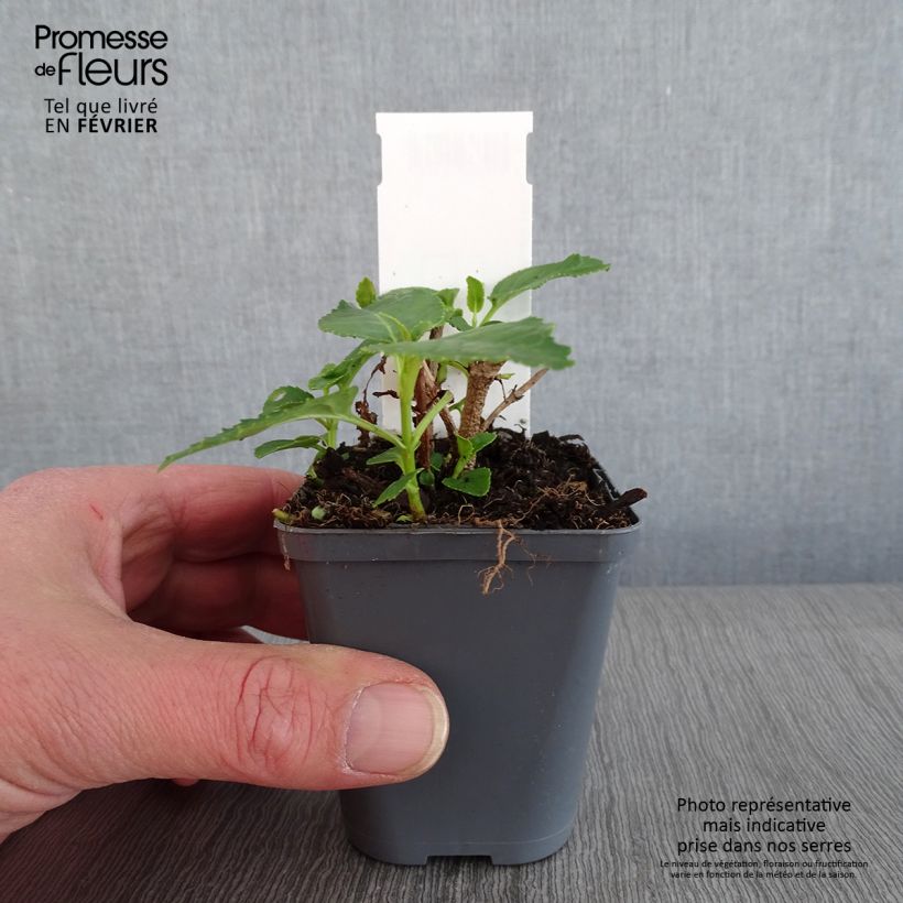 Phygelius aequalis Yellow Trumpet Maceta de 8/9 cm Ejemplar entregado en invierno