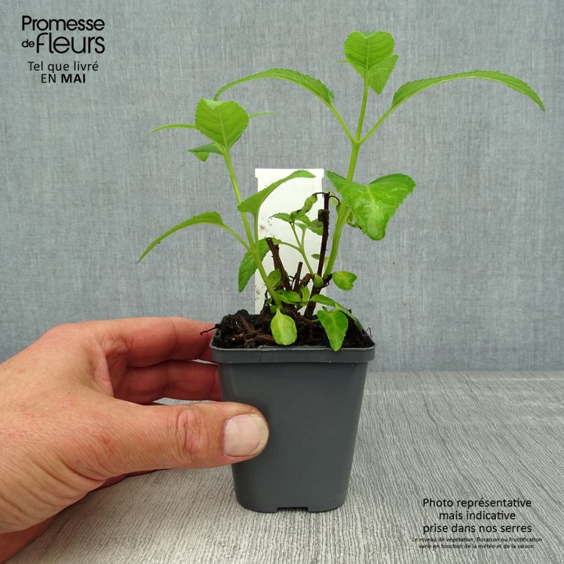 Phygelius aequalis Yellow Trumpet Maceta de 8/9 cm Ejemplar entregado en la primavera