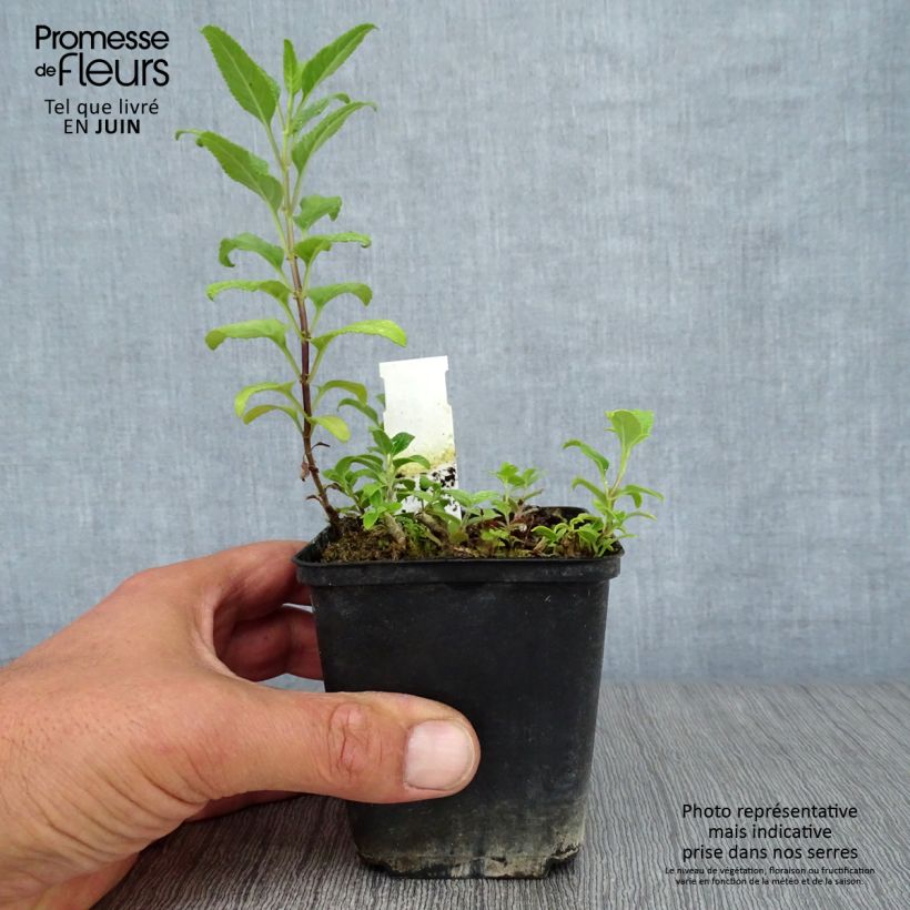 Ejemplar de Phygelius rectus African Queen Maceta de 8/9 cm entregado en verano