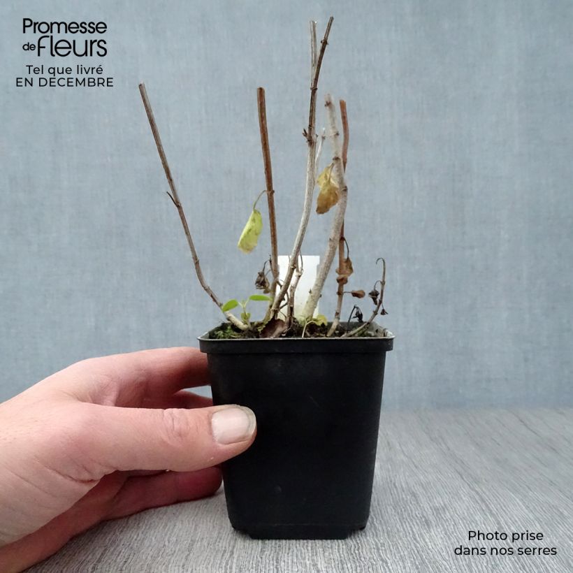 Phygelius rectus African Queen Maceta de 8/9 cm Ejemplar entregado en invierno